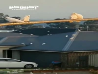 صحنه ای جالب از هجوم طوطی های کاکادو در جنوب استرالیا
