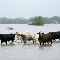  سیل ده‌ها گاو را با خود برد 