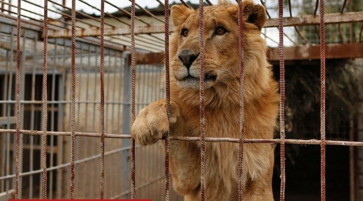 دو شیر پس از نجات جنگ اوکراین در حیات وحش آفریقا رها شدند