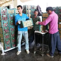 کاهش قیمت برخی میوه‌ها در میادین شهرداری البرز