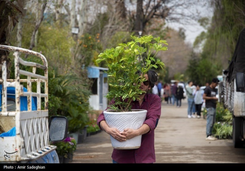 عکس/ بازار گل و گیاه شیراز در آستانه نوروز 