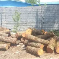 توقیف نیسان حامل چوب قاچاق در محمودآباد