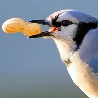نمایی شگفت انگیز از دانه‌ خوردن یک پرنده!