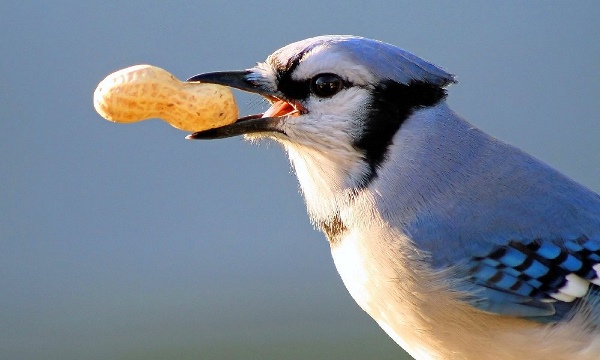 نمایی شگفت انگیز از دانه‌ خوردن یک پرنده!