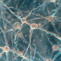مدل‌سازی سیستم عصبی مرکزی انسان با کاشت سلول‌های بنیادی