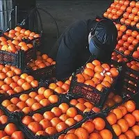 میوه تنظیم بازار امسال ۳۵ درصد زیر نرخ بازار