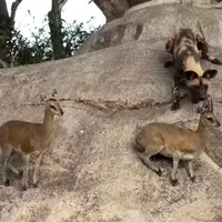 تلاش عجیب سگ های وحشی آفریقایی برای شکار بزکوهی روی صخره