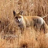 محیط‌زیست چالوس شکار 4 قلاده روباه در این شهرستان را تأیید کرد