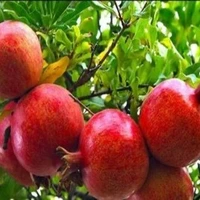 بررسی طبع و خواص میوه انار از نگاه طب سنتی