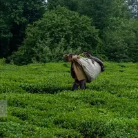 پرداخت ۹۵ درصدی مطالبات چای‌کاران