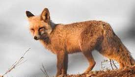دستگیری شکارچی چهار قلاده روباه