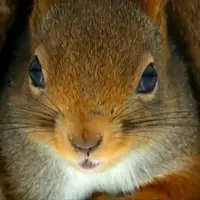 دعوای سنجاب‌ها بر سر غذاهای ذخیره شده