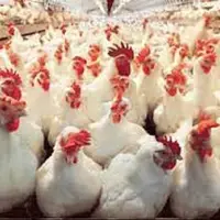کشف بیش از ۱۶ تن مرغ زنده قاچاق در مرزهای میانی سیستان‌وبلوچستان