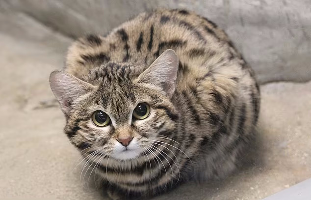 کوچک ترین گربه قاره آمریکا