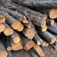 کشف ۱۵ تن چوب قاچاق در گالیکش