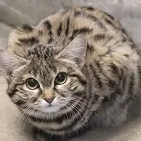 کوچک ترین گربه قاره آمریکا