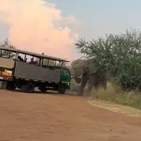 بلند کردن کامیون گردشگران توسط یک فیل