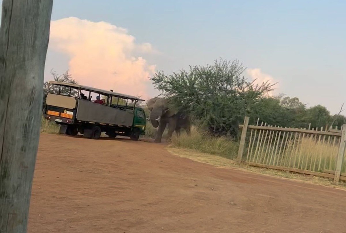 بلند کردن کامیون گردشگران توسط یک فیل