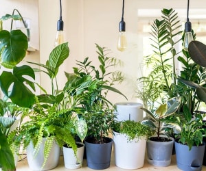 گیاهان آپارتمانی مخصوص خونه‌هایی که نورگیر ندارن