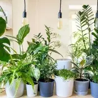 گیاهان آپارتمانی مخصوص خونه‌هایی که نورگیر ندارن