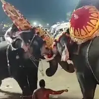 لحظه ترسناک حمله فیل ها به حاضران در یک مراسم مذهبی در هند با ده‌ها زخمی
