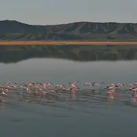 ورود بیش از ۳۰۰ فلامینگو به تالاب بین‌المللی گاوخونی