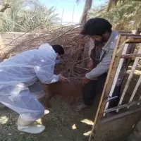 واکسیناسیون ۱۵۲ هزار رأس دام علیه بیماری طاعون در کرمان