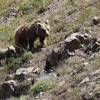 خرس قهوه‌ای در شکار دوربین محیط‌‌بانان خراسان شمالی