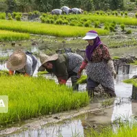 کشاورزان مازندران از انجام نشاکاری زودهنگام برنج خودداری کنند