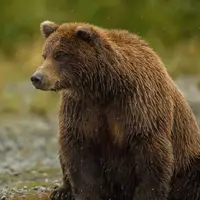 لحظه کمیاب از دیده شدن یک خرس قهوه‌ای در لرستان