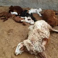 جزئیات فوت چوپان و ۱۲۰ گوسفند در کانتینر یک تریلی