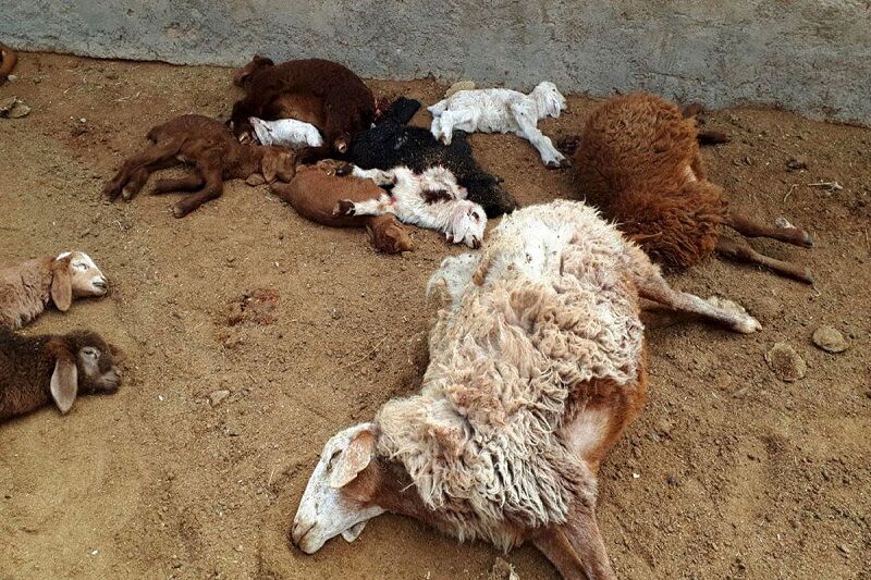 جزئیات فوت چوپان و 120 گوسفند در کانتینر یک تریلی