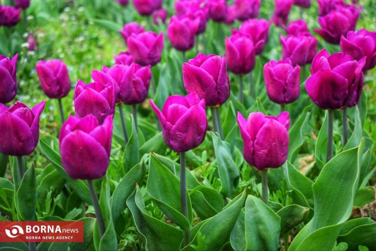عکس/ بزرگترین باغ گل لاله آسیا در کشمیر هند