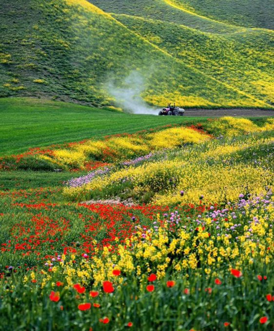 ترکمن صحرای دیدنی در بهاران غرق در گل و زیبایی