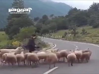 ضربات کاری گوسفندان به چوپان نگون بخت