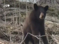 خرس‌های قهوه‌ای در جنگل‌های حفاظت شده قره‌داغ