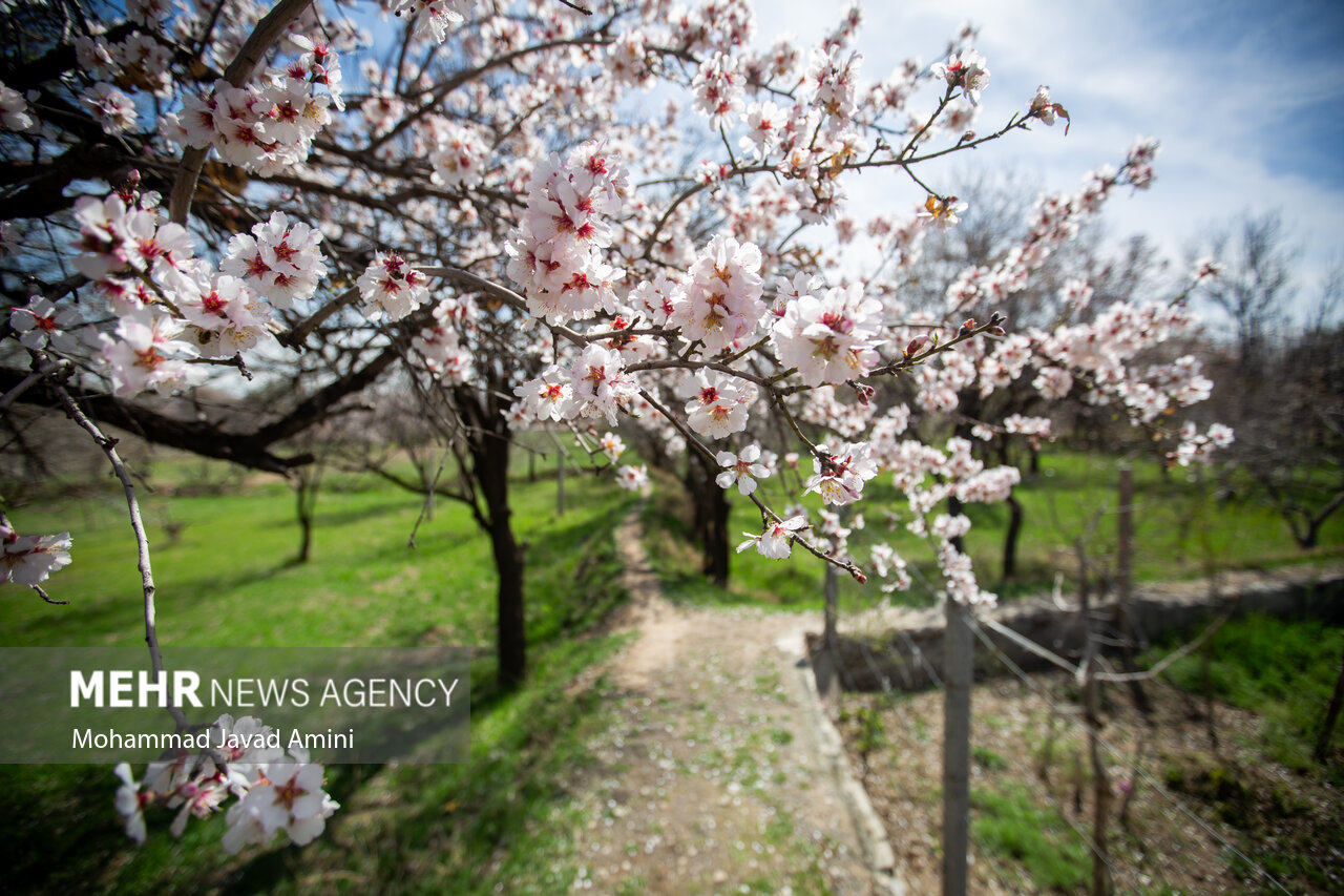 شکوفه‌های بهاری در باغستان سنتی قزوین
