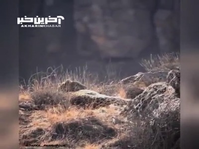 چشم‌در‌چشم شدن پلنگ ایرانی در پارک ملی تندوره