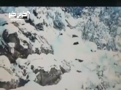 مشاهدۀ یک پلنگ ماده و توله‌اش در ارتفاعات برفی گیلان