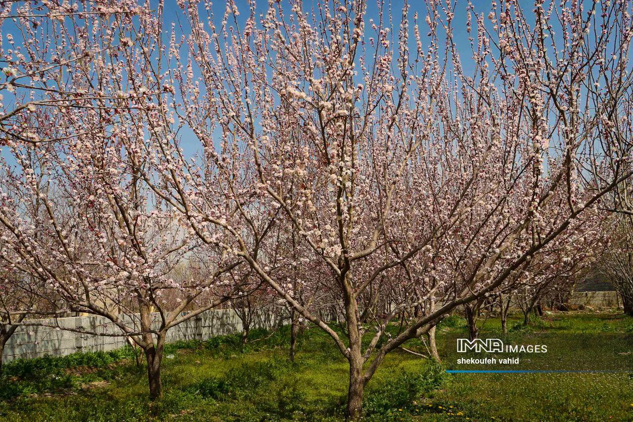 عکس/ شکوفه های بهاری مهمان نصف جهان