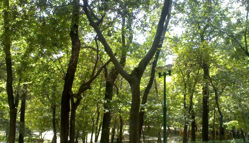 روزنامه شهرداری تهران نوشت: درباره دوقطبی مسجد-درخت