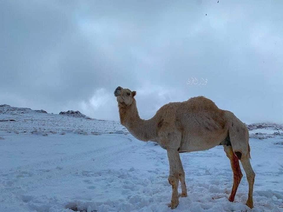 بارش کم‌سابقه‌ برف و تگرگ در مهدالذهب عربستان