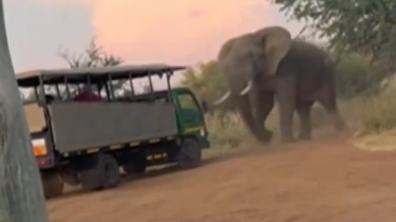 کشته شدن یک گردشگر آمریکایی در جریان حمله یک فیل