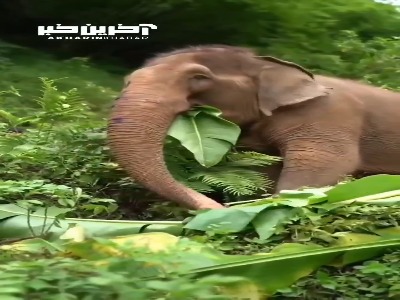 اشتهای فیل در خوردن برگ گیاهان