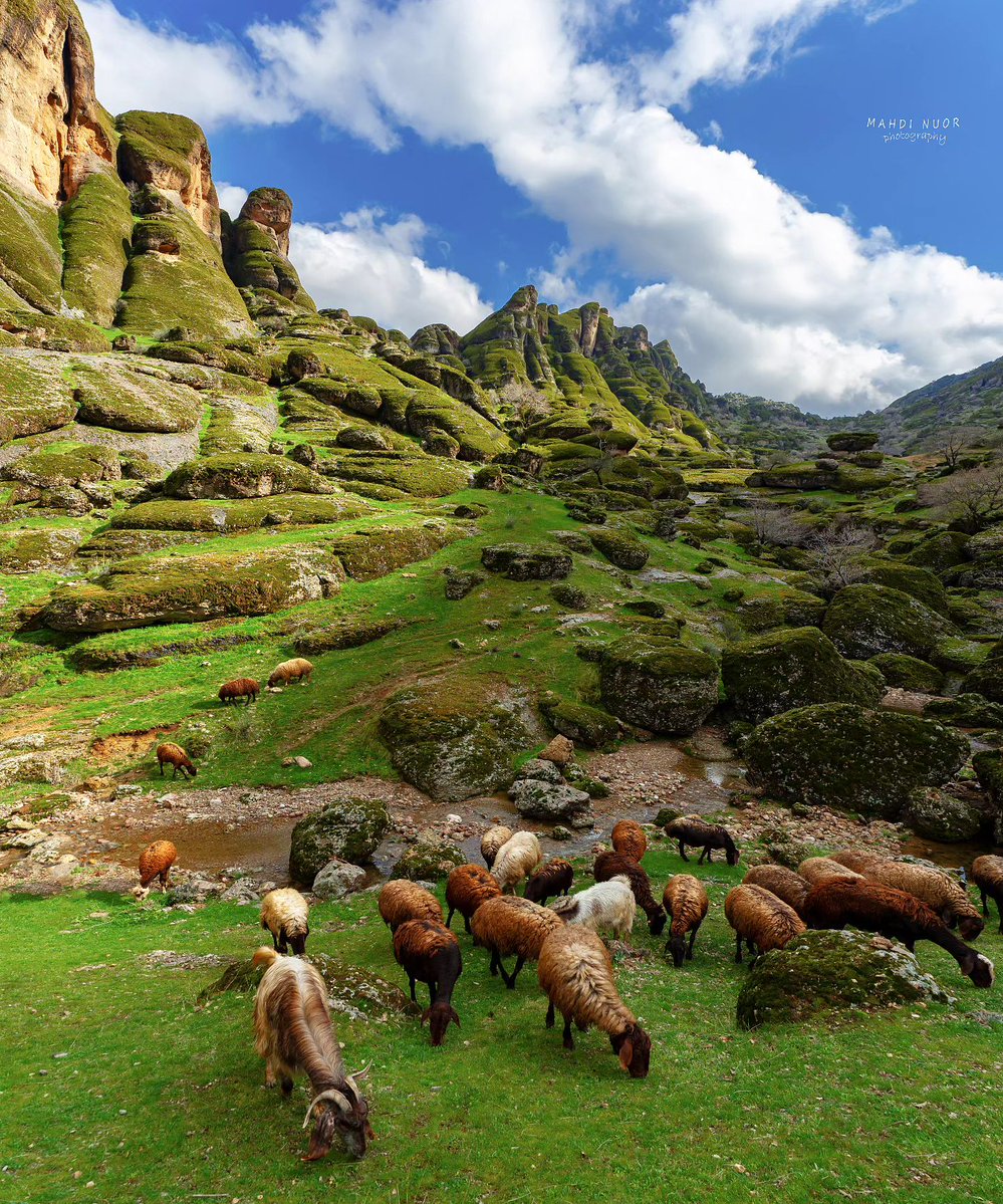  زیبایی بی‌ حد و حصر مخمل کوه لرستان در میان کوه‌ها  