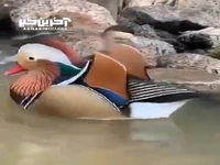 اردک ماندارین یکی از دیدنی ترین جانوران