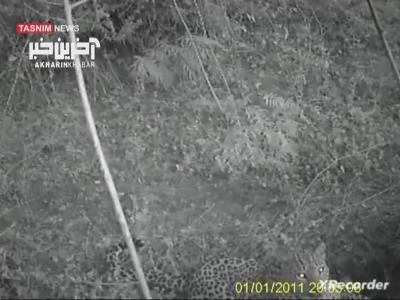 دو پلنگ شکار دوربین محیط بانان شدند
