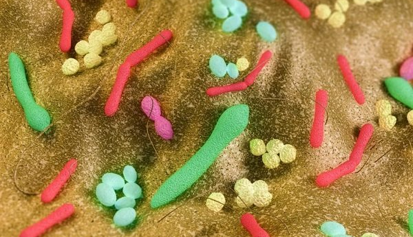 میکروب های روده می توانند احتمال چاقی را تغییر دهند