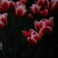 خودنمایی گل‌های لاله در مشهد
