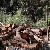 توضیح منابع طبیعی در پی قطع درختان شهرستان بهشهر توسط قاچاقچیان